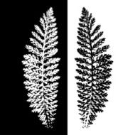 Plant abstract background Vector illustration