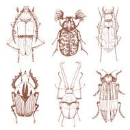 Nice vector hand drawn beetles N2