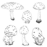 Nice vector hand drawn mushrooms