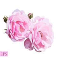 Pink rose with leaves on white background Vector illustration