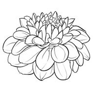 black and white dahlia flower isolated