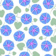 Seamless with flower Ipomoea morning glory Vector illustration without transparency