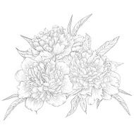 black and white bouquet peony isolated on background