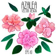 Azalea flowers and leaves collection