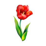 Tulip flower vector illustration