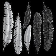 Beautiful Vintage Feathers