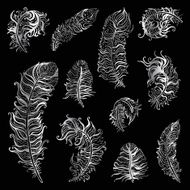 Beautiful Vintage Feathers N3