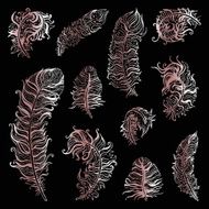 Beautiful Vintage Feathers N5