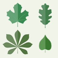 Flat leaves