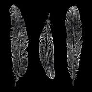 Beautiful Vintage Feathers N7