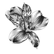 black and white Alstroemeria flower with watercolor effect isolated