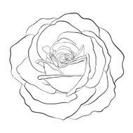Beautiful monochrome black and white rose isolated on background