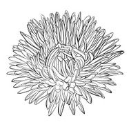beautiful monochrome black and white aster flower isolated N2