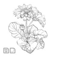 Vector sketch of gerbera flower