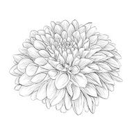 beautiful monochrome black and white dahlia flower isolated on background N2