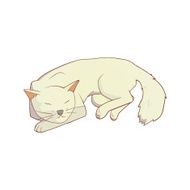 Cat on white N2