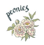 Vector hand drawn Pink Peonies