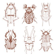 Nice vector hand drawn beetles N2