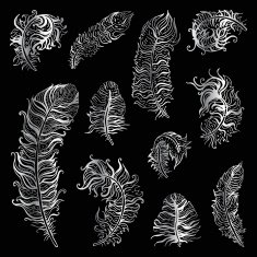Beautiful Vintage Feathers N3