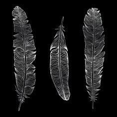 Beautiful Vintage Feathers N7