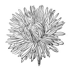 beautiful monochrome black and white aster flower isolated