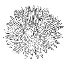 beautiful monochrome black and white aster flower isolated N2