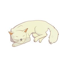 Cat on white N2
