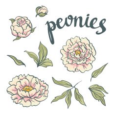 Vector hand drawn Pink Peonies N2