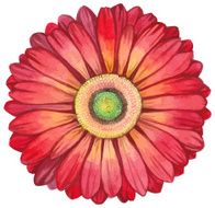 Red watercolor gerbera