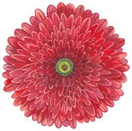 Red watercolor gerbera N3