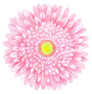 Pink watercolor gerbera