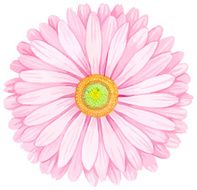 Pink watercolor gerbera N2