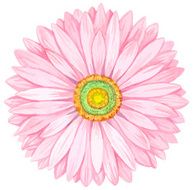 Pink watercolor gerbera N3
