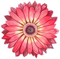 Watercolor gerbera