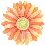 Watercolor gerbera N2