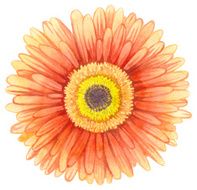 Watercolor gerbera N3