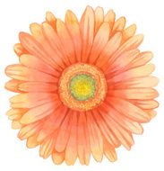 Watercolor gerbera N6