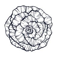 Outline rose illustration