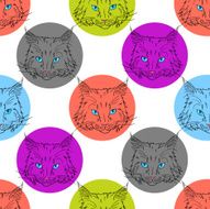 Maine coon pattern N2