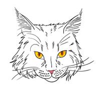 Maine coon