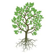 Tree Roots and Green Leafs Vector Illustration
