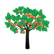 Orange Tree and Fruits Vector Illustration