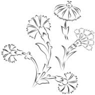 Carnations