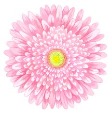 Pink watercolor gerbera