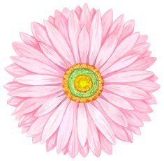 Pink watercolor gerbera N3