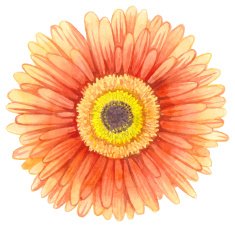 Watercolor gerbera N3