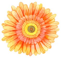 Watercolor gerbera N4