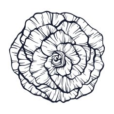 Outline rose illustration