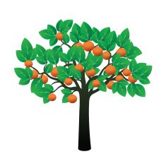 Orange Tree and Fruits Vector Illustration