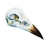 Watercolor bird skull